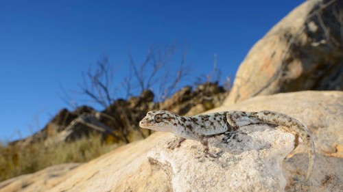 Small-scaled leaf-toed gecko