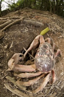 Christmas island red crab