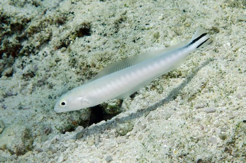 Torpedo perch
