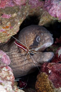 Adult masked moray