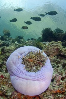Adult pink skunk clownfish