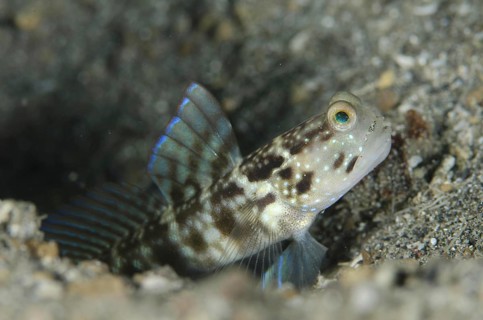 Ventral-barred Shrimpgoby