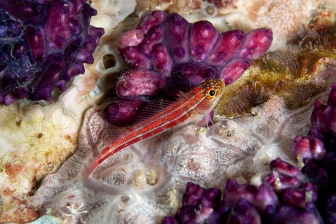 Striped Triplefin