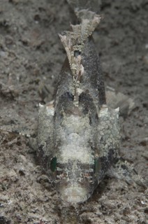 False scorpionfish