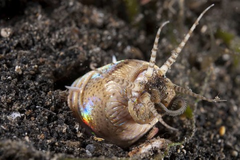 Bobbit worm