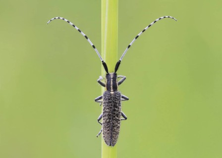Golden-bloomed Grey Longhorn Beetle