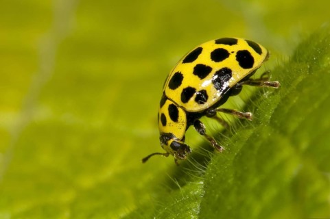 22-spot ladybird