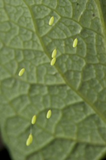Green Lacewing