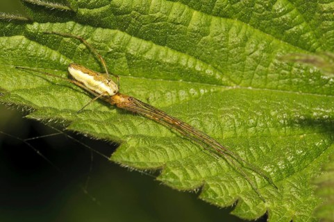 Common Stretch Spider