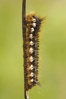 Drinker Moth