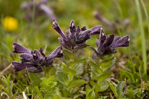 Alpine Bartsia