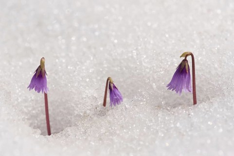 Alpine Snowbell