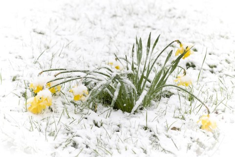 Daffodil