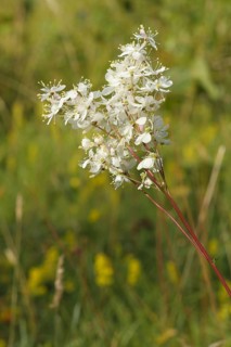 Dropwort