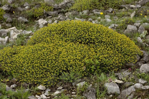 Flowering spurge