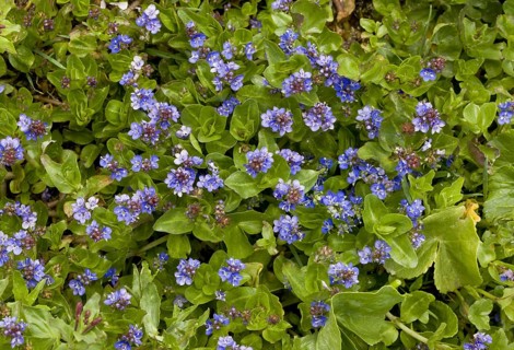 Flowering wetland speedwell