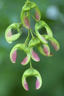 Sycamore maple