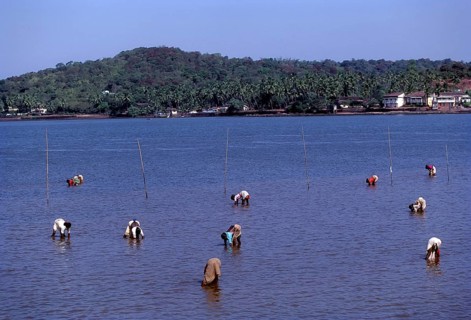Searching snail in Mandovi River