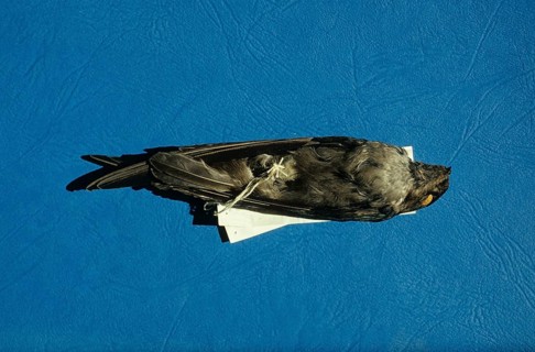 White-nest Swiftlet