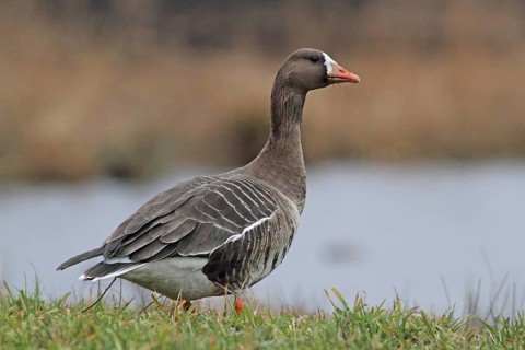 White-fronted Goose