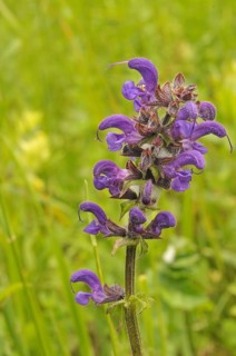Meadow sage