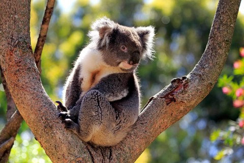 Koala
