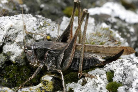 (Platycleis grisea)