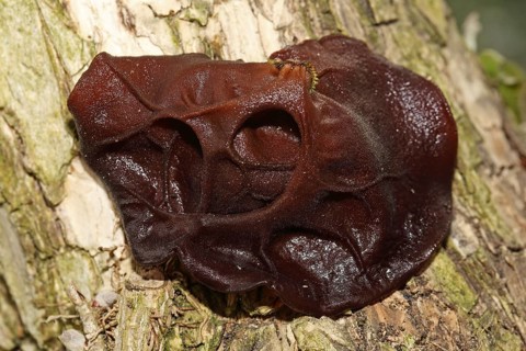Jew's ear