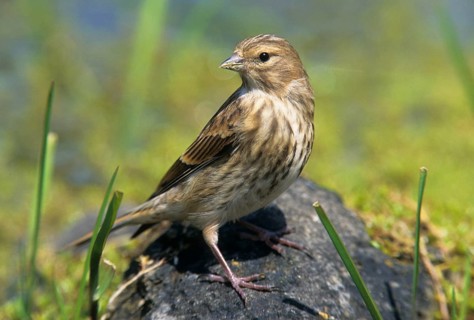 Linnet