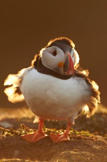 Atlantic puffin