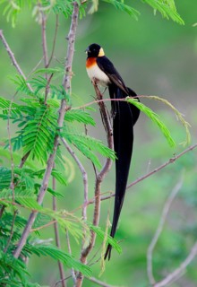 Eastern Paradise Whydah