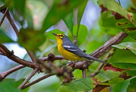 Saint Lucia Warbler