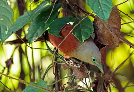 Raffles' Malkoha