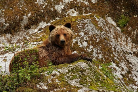 Grizzly Bear