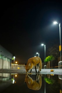 European Red Fox