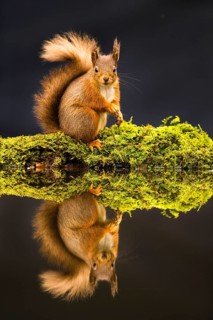 Eurasian red squirrel