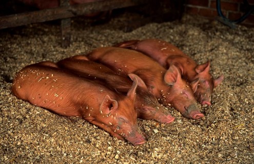 Tamworth Pig