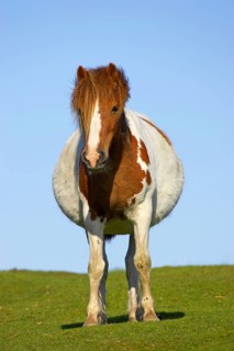 Dartmoor Pony