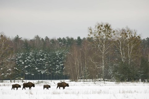 European bison