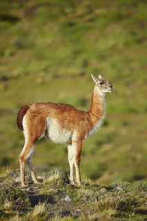 Guanaco