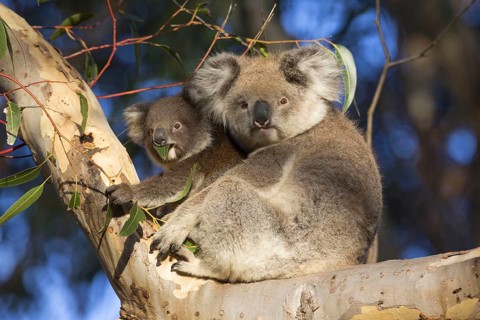 Koala
