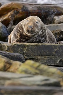 Grey Seal