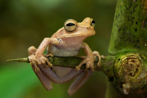 Guenther's banded tree frog