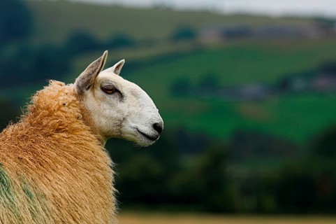 Domestic Sheep