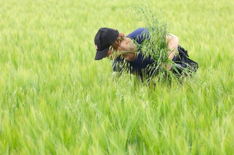 Farmer pulling wild oat