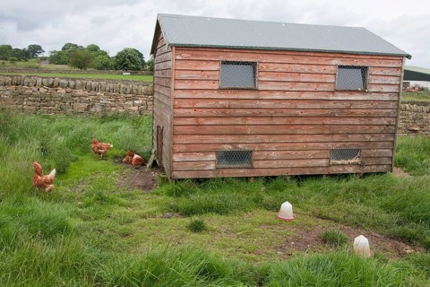Domestic Chicken