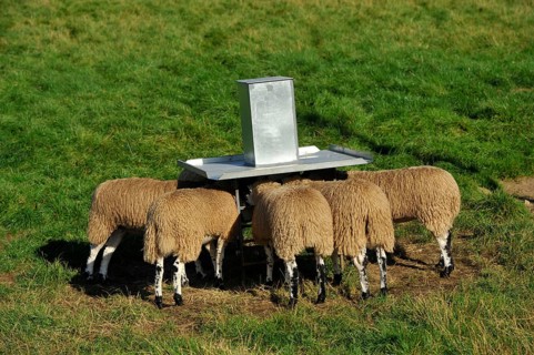 Domestic Sheep