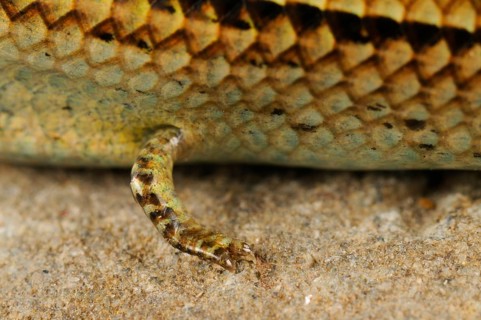 Three-toed Skink