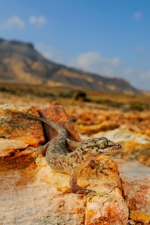 Socotra Leaf-toed Gecko