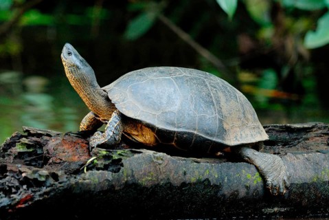 Black River Turtle